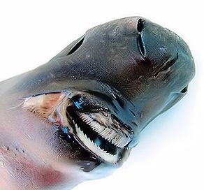 Somniosus rostratus_08